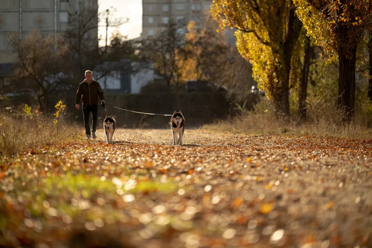 Dog walker with two dogs on leashes on a tree lined street